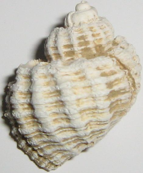 Trigonostoma scabrum (Deshayes, 1830) Pliocene Toscana